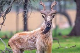 Deosei Plateau Tour
 summit ridge